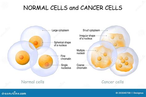 are yeast cells similar to cancer cells